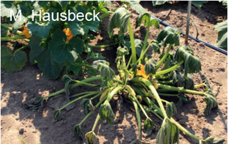 Uses & Benefits Of Fenugreek Seeds For Men And Girls